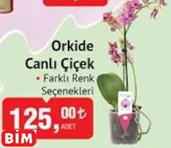 ORKİDE CANLI ÇİÇEK ORKİDE CANLI ÇİÇEK